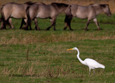 Grote Zilverreiger - Great Egret - Ardea alba