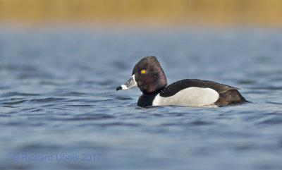 Ringsnaveleend - Ring-necked Duck - Aythya collaris