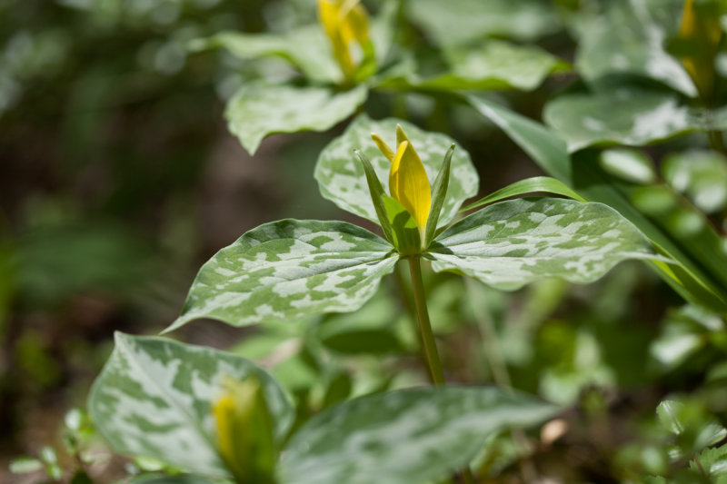 Smokies_20120417_4497-2.jpg