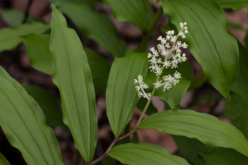 Smokies_20120419_5142.jpg