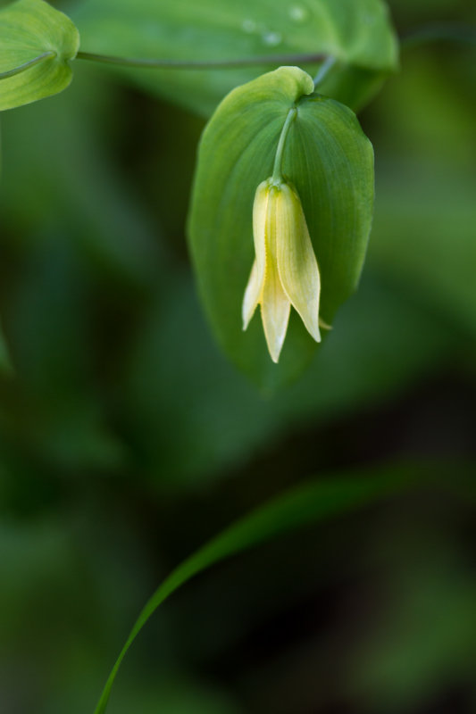 Smokies_20120419_5146.jpg
