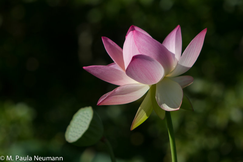 lotus-2.jpg