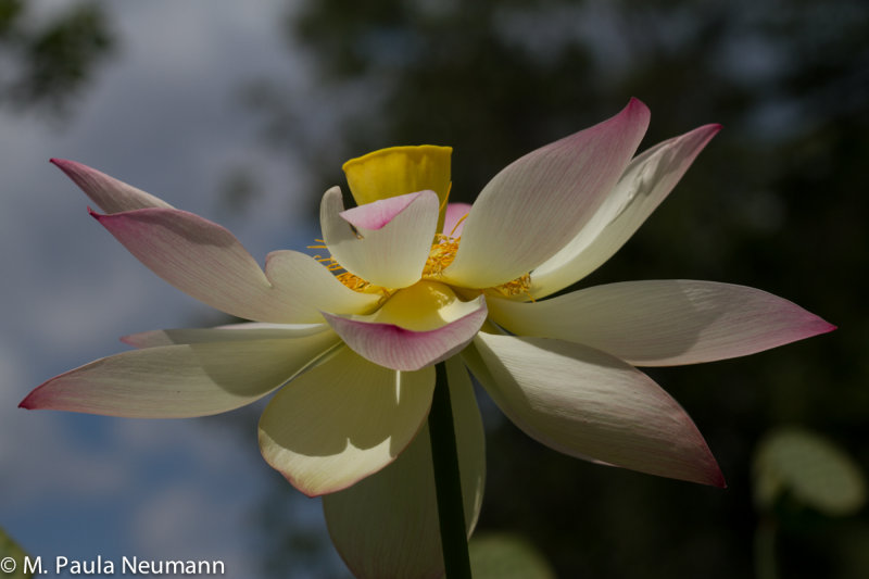 lotus-31.jpg