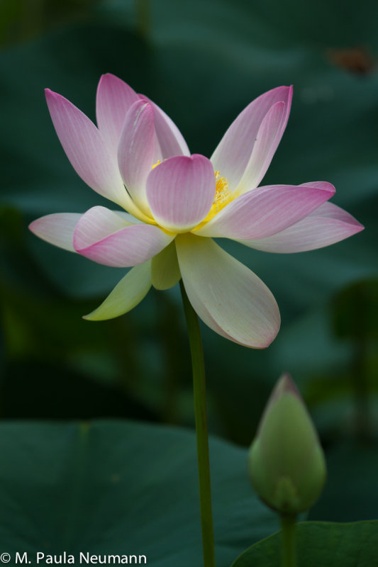 lotus-36.jpg