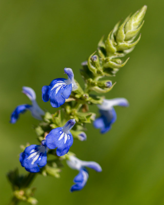 green spring park-47.jpg