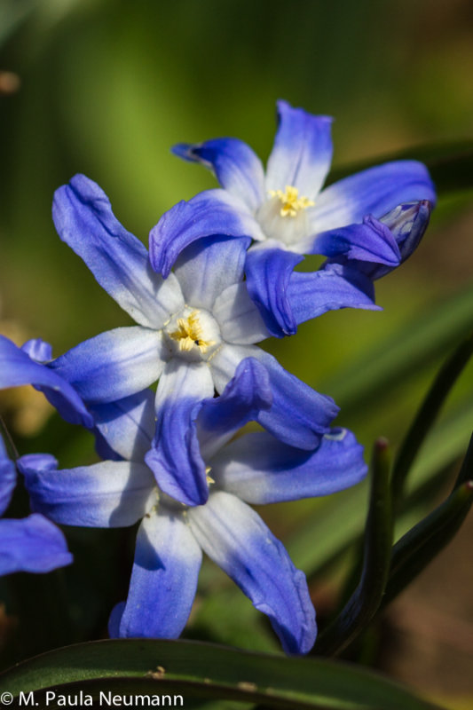 scilla