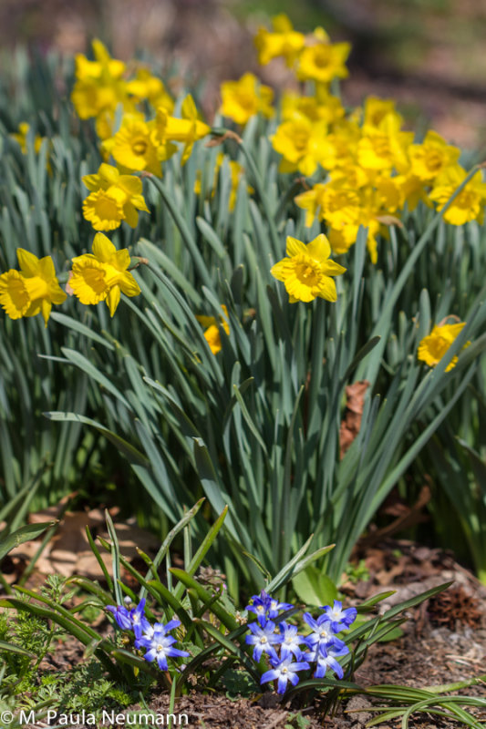 daffodils and scilla