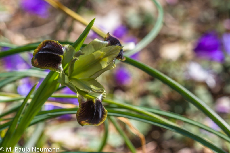 wild iris