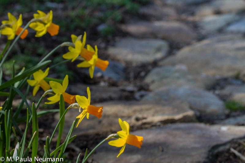 daffodils
