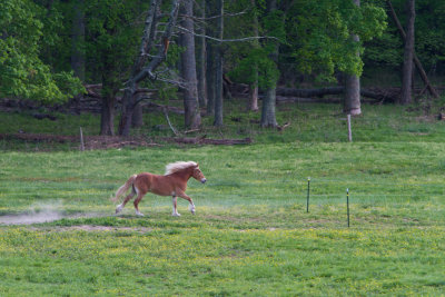 Smokies_20120416_4352.jpg