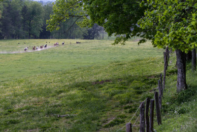 Smokies_20120416_4357.jpg