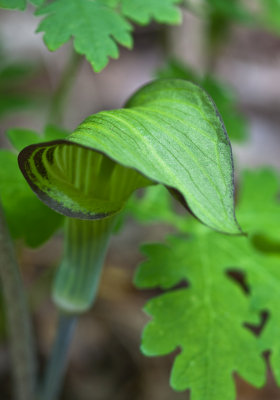 Smokies_20120417_4514-2.jpg