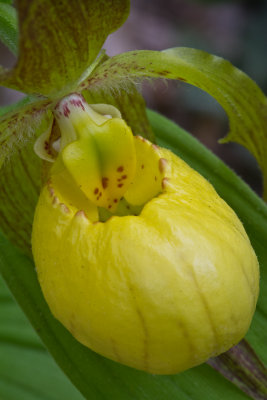 Smokies_20120417_4520.jpg