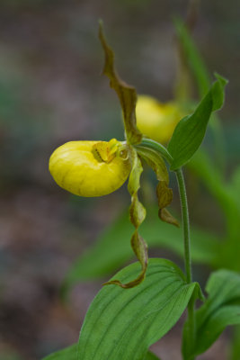 Smokies_20120417_4522.jpg