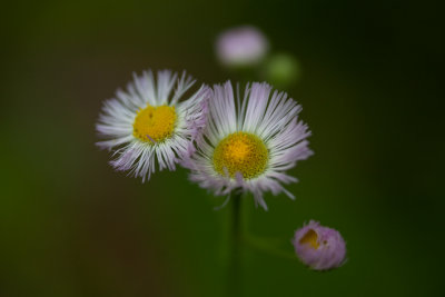 Smokies_20120417_4533-2.jpg