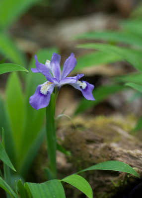 Smokies_20120417_4534.jpg
