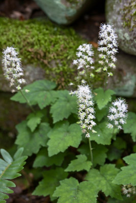 Smokies_20120417_4536-2.jpg