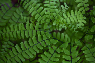 Smokies_20120417_4540-2.jpg