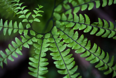 Smokies_20120417_4541-2.jpg