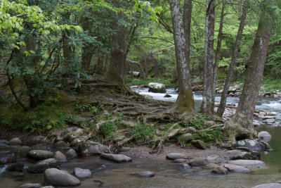Smokies_20120417_4602.jpg