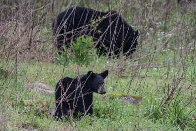 Smokies_20120418_8888.jpg
