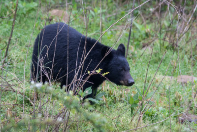 Smokies_20120418_8901.jpg
