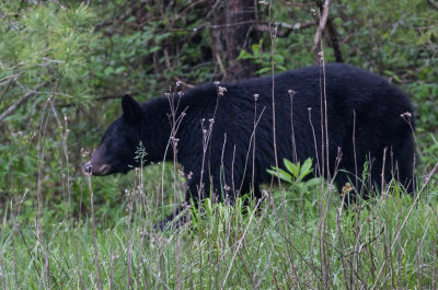 Smokies_20120418_8922.jpg