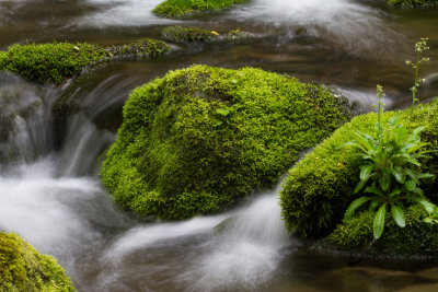 Smokies_20120419_5255.jpg