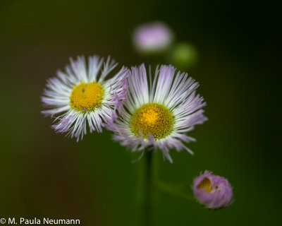 Robin's plantain