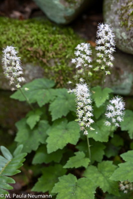 foam flower