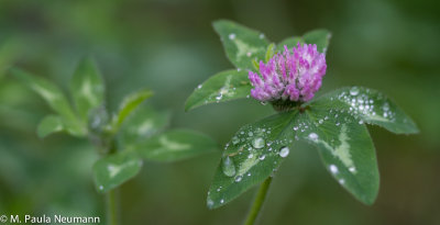 red clover