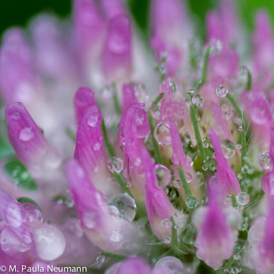 red clover