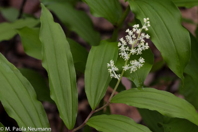 false Solomon's seal