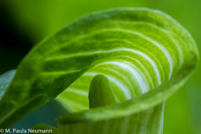 Jack in the pulpit