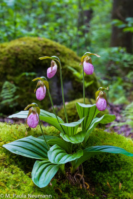 pink lady slipper