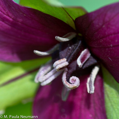 purple trillium