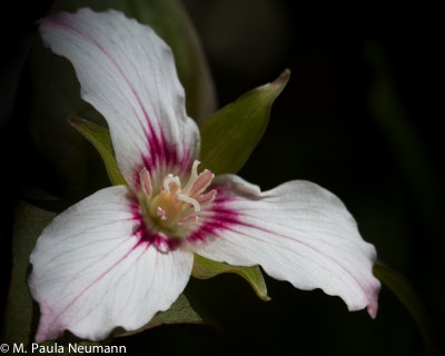 painted trillium