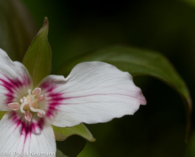 painted trillium