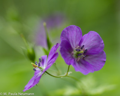 wildflowers-114.jpg