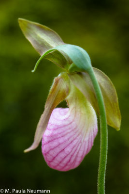 pink lady slipper