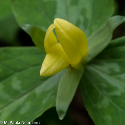 yellow trillium