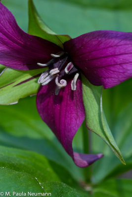purple trillium