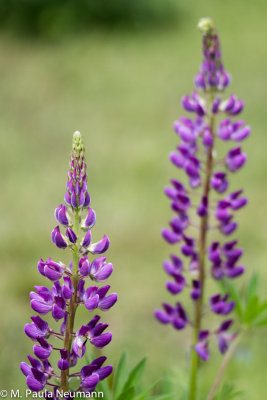 lupine