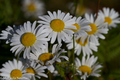 daisy