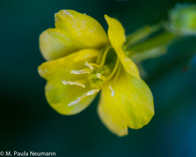 evening primrose