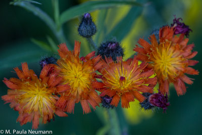 orange hawkweed