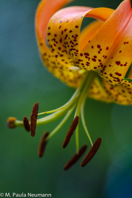 Turk's cap lily