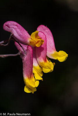 corydalis