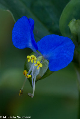 Asiatic day flower