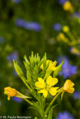 evening primrose